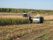 Кормоуборочный комбайн из племзавода «Большемурашкинский» завершает уборку кукурузы на полях фермера