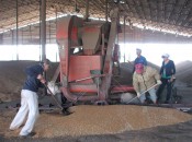 На току в Ивановском бригада рабочих работает на сортировке зерна