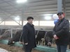 На этой неделе в племзаводе «Большемурашкинский» состоялось открытие нового животноводческого двора на 402 головы