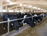На Инкинской ферме агрохолдинга молочным стадом теперь управляет компьютерная программа. Двор с беспривязным содержанием (на снимке) соседствует с доильным залом, в котором установлен комплекс «Елочка».
