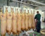 Из убойного цеха в Валгусах каждый день в торговлю отправляют десятки туш. Контроль за качеством свинины ведет ветлаборатория.