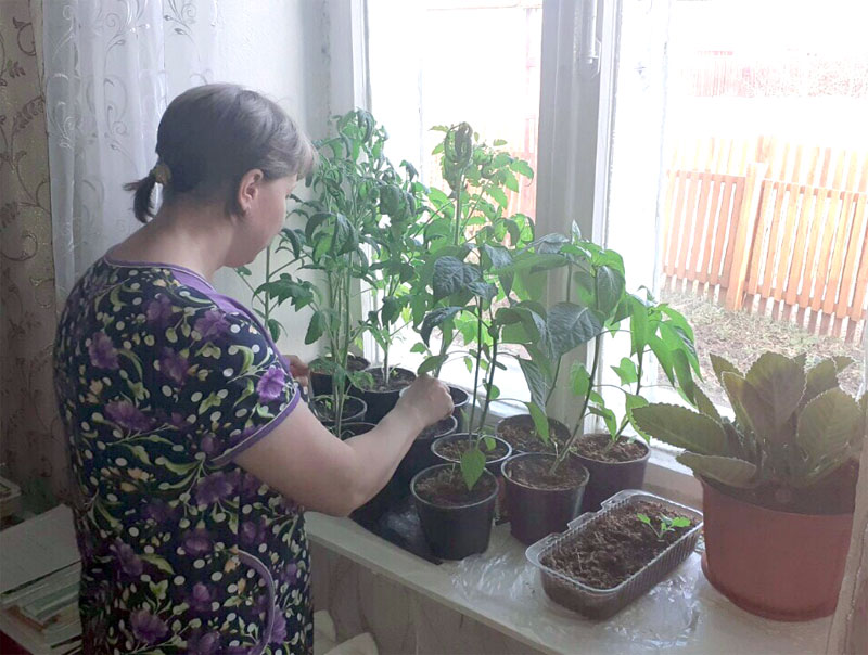 Вера Епифанцева дает советы о том, как выращивать цветную капусту