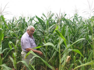 «Да, замечательная кукуруза выросла у Алексея Леонидовича», — говорит ведущий специалист райсельхозуправления А.А. Калин