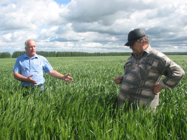 Директор племзавода «Большемурашкинский» А.С. Куликов (слева) с удовольствием показывает озимую пшеницу
