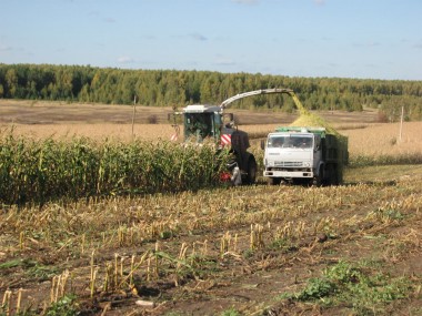 Кормоуборочный комбайн из племзавода «Большемурашкинский» завершает уборку кукурузы на полях фермера